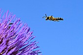 Great banded furrow-bee (Halictus scabiosae) male wild bee in flight, jardin des plantes in front of the Muséum national dhistoire naturelle, Paris, France