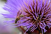 Scabious beetle (Halictus scabiosae) on Cardoon (Cyanara cardunculus), jardin des plantes in front of the Museum national dhistoire naturelle, Paris, France