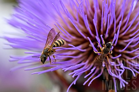 Scabious_beetle_Halictus_scabiosae_on_Cardoon_Cyanara_cardunculus_jardin_des_plantes_in_front_of_the