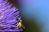 Scabious beetle (Halictus scabiosae) on Cardoon (Cyanara cardunculus), jardin des plantes in front of the Museum national dhistoire naturelle, Paris, France