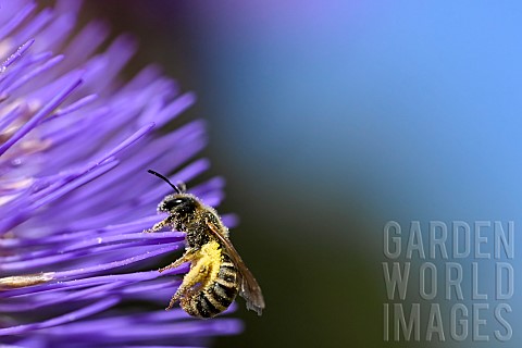 Scabious_beetle_Halictus_scabiosae_on_Cardoon_Cyanara_cardunculus_jardin_des_plantes_in_front_of_the