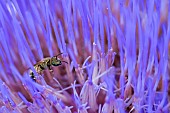 Mining bee (Halictus group subauratus) on Artichoke (Cynara scolymus), jardin des plantes in front of the Museum national dhistoire naturelle, Paris, France