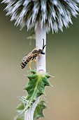 Great banded furrow-bee (Halictus scabiosae) on Great Globethistle (Echinops sphaerocephalus), jardin des plantes in front of the Museum national dhistoire naturelle, Paris, France