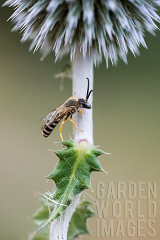 Great_banded_furrowbee_Halictus_scabiosae_on_Great_Globethistle_Echinops_sphaerocephalus_jardin_des_