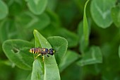 Digger wasp (Ectemnius cavifrons) on a leaf, Lorraine, France