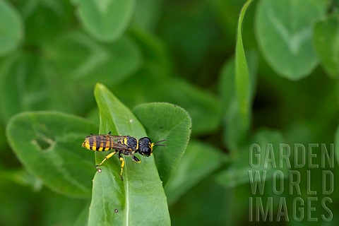 Digger_wasp_Ectemnius_cavifrons_on_a_leaf_Lorraine_France