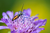 Flower longhorn beetle (Stenurella melanura) on Scabieuse, near the Rainkopf, Vosges, France