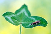 Weevil (Lixus ochraceus) cigar weevil on a leaf, Lorraine, France