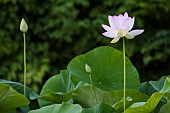 Sacred Lotus or Oriental Lotus (Nelumbo nucifera) flower, Jardin des Plantes, Muséum National dHistoire Naturelle, Paris, France