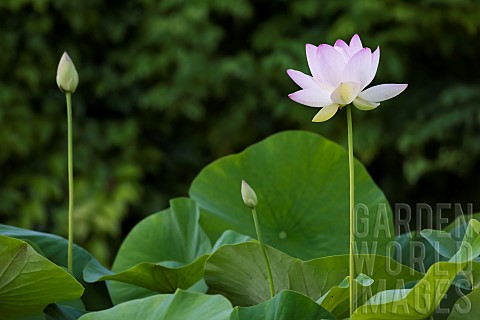 Sacred_Lotus_or_Oriental_Lotus_Nelumbo_nucifera_flower_Jardin_des_Plantes_Musum_National_dHistoire_N