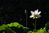 Sacred Lotus or Oriental Lotus (Nelumbo nucifera) flower in the rain, Jardin des Plantes, Muséum National dHistoire Naturelle, Paris, France