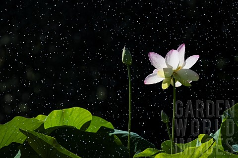 Sacred_Lotus_or_Oriental_Lotus_Nelumbo_nucifera_flower_in_the_rain_Jardin_des_Plantes_Musum_National