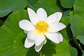 Sacred Lotus or Oriental Lotus (Nelumbo nucifera) flower, Jardin des Plantes, Muséum National dHistoire Naturelle, Paris, France