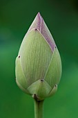 Sacred Lotus or Oriental Lotus (Nelumbo nucifera) flower bud, Jardin des Plantes, Muséum National dHistoire Naturelle, Paris, France