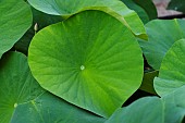 Sacred Lotus or Oriental Lotus (Nelumbo nucifera) leaf, Jardin des Plantes, Muséum National dHistoire Naturelle, Paris, France