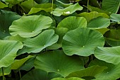 Sacred Lotus or Oriental Lotus (Nelumbo nucifera) leaves, Jardin des Plantes, Muséum National dHistoire Naturelle, Paris, France