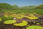 Giant Water Lilies (Victoria sp. )Serra do Amolar, Pantanal, Mato Grosso do Sul, Brazil