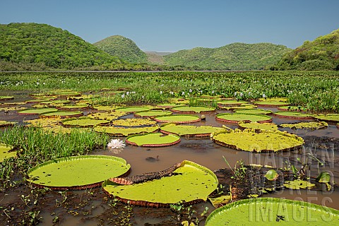 Giant_Water_Lilies_Victoria_sp_Serra_do_Amolar_Pantanal_Mato_Grosso_do_Sul_Brazil