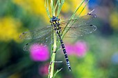 Azure hawker (Aeshna cyanea), Lorraine, France