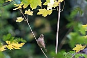 Tree finch (Fringilla coelebs) on a branch, parc domaine du Charmois, Vandoeuvre-les-Nancy, Lorraine, France
