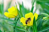 Honey bee (Apis mellifera) on a flower of large-flowered primrose willow (Ludwigia grandiflora), an invasive plant native to America, jardin des plantes in front of the Muséum national dhistoire naturelle, Paris, France