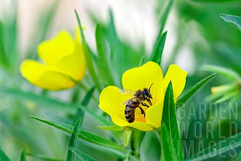 Honey_bee_Apis_mellifera_on_a_flower_of_largeflowered_primrose_willow_Ludwigia_grandiflora_an_invasi