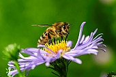 Apis mellifera on a aster flower, jardin botanique Jean-Marie Pelt