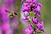 Red bumblebee in flight, jardin des plantes of the Museum National dHistoire Naturelle, Paris