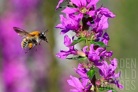 Red_bumblebee_in_flight_jardin_des_plantes_of_the_Museum_National_dHistoire_Naturelle_Paris