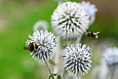 Buff-tailed Bumblebee (Bombus terrestris) on Great Globethistle (Echinops sphaerocephalus), jardin des plantes in front of the Muséum national dhistoire naturelle, Paris, France