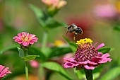 Bumblebee (Bombus sp) in flight over an elegant Zinnia (Zinnia elegans), Jean-Marie Pelt Botanical Garden, Nancy, Lorraine, France