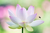 Sacred Lotus or Oriental Lotus (Nelumbo nucifera) flower with foraging bumblebee in flight, Jardin des plantes in front of the Muséum national dhistoire naturelle, Paris, France