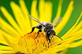 Wild bee on Inula (Inula sp), jardin des plantes in front of the Museum national dhistoire naturelle, Paris, France