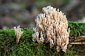 Upright Coral fungus (Ramaria stricta) on moss, Forêt de la Reine, Lorraine, France