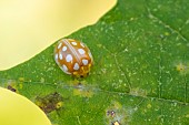 Orange ladybug (Halyzia sedecimguttata) on leaf, Jean-Marie Pelt Botanical Garden, nancy, Lorraine, France