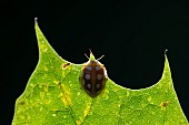 Orange ladybug (Halyzia sedecimguttata) on leaf, Jean-Marie Pelt Botanical Garden, nancy, Lorraine, France