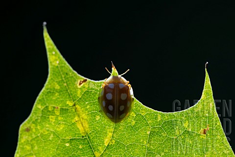 Orange_ladybug_Halyzia_sedecimguttata_on_leaf_JeanMarie_Pelt_Botanical_Garden_nancy_Lorraine_France