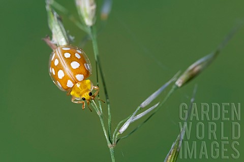 Orange_ladybug_Halyzia_sedecimguttata_on_stem_JeanMarie_Pelt_Botanical_Garden_nancy_Lorraine_France
