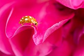 Orange ladybug (Halyzia sedecimguttata) on Rose, France