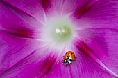 Seven-spotted ladybug (Coccinella septempunctata) on Tall morning-glory (Ipomoea purpurea), jardin des plantes in front of the Muséum national dhistoire naturelle, Paris, France