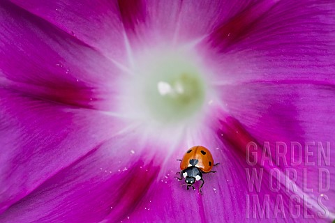 Sevenspotted_ladybug_Coccinella_septempunctata_on_Tall_morningglory_Ipomoea_purpurea_jardin_des_plan