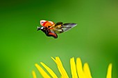 Flight of a seven-spotted ladybug (Coccinella septempunctata), Jardin des Plantes in front of the Muséum National dHistoire Naturelle, Paris, France