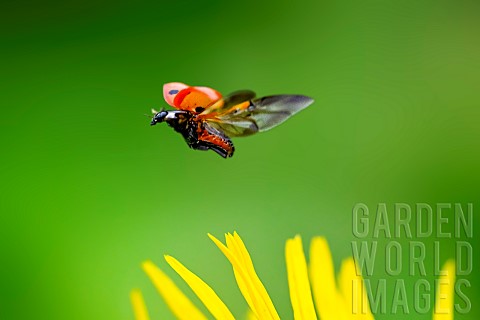 Flight_of_a_sevenspotted_ladybug_Coccinella_septempunctata_Jardin_des_Plantes_in_front_of_the_Musum_