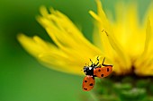 Flight of a seven-spotted ladybug (Coccinella septempunctata), Jardin des Plantes in front of the Muséum National dHistoire Naturelle, Paris, France