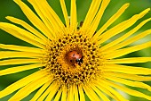 Seven-spotted ladybug (Coccinella septempunctata) in a flower, Jardin des Plantes in front of the Muséum National dHistoire Naturelle, Paris, France