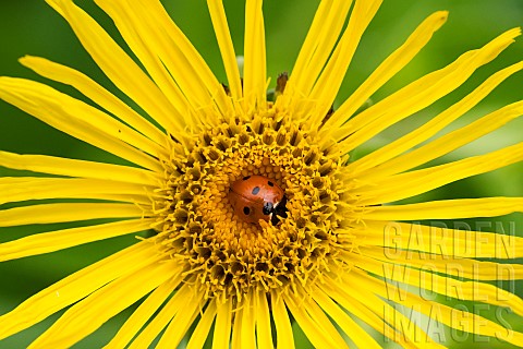 Sevenspotted_ladybug_Coccinella_septempunctata_in_a_flower_Jardin_des_Plantes_in_front_of_the_Musum_