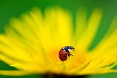 Seven-spotted ladybug (Coccinella septempunctata) in a flower, Jardin des Plantes in front of the Muséum National dHistoire Naturelle, Paris, France