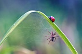 Coccinella septempunctata and predator Nursery-web Spider (Pisaura mirabilis) on a leaf, Lorraine, France
