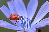 Seven-spotted ladybug (Coccinella septempunctata) on wild chicory, Lorraine, France