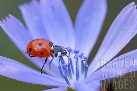 Sevenspotted_ladybug_Coccinella_septempunctata_on_wild_chicory_Lorraine_France